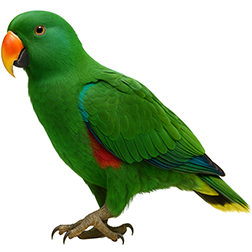 Grand Eclectus